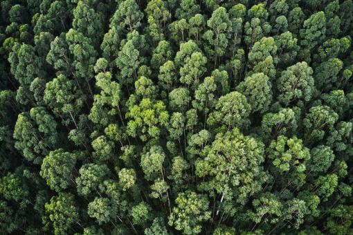 EDILTECO Y MUTINA ARBOREA PARA LA REFORESTACIÓN URBANA